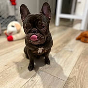 Lupo joined the competition — help win amazing prizes! animal, blurred_background, brown, companion, cute, dog, domestic_animal, ears_up, flooring, french_bulldog, indoor, pet, playful, plush_toy, portrait, sitting, small_dog, table, tongue_out, wooden_floor