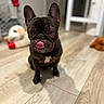 animal, blurred_background, brown, companion, cute, dog, domestic_animal, ears_up, flooring, french_bulldog, indoor, pet, playful, plush_toy, portrait, sitting, small_dog, table, tongue_out, wooden_floor