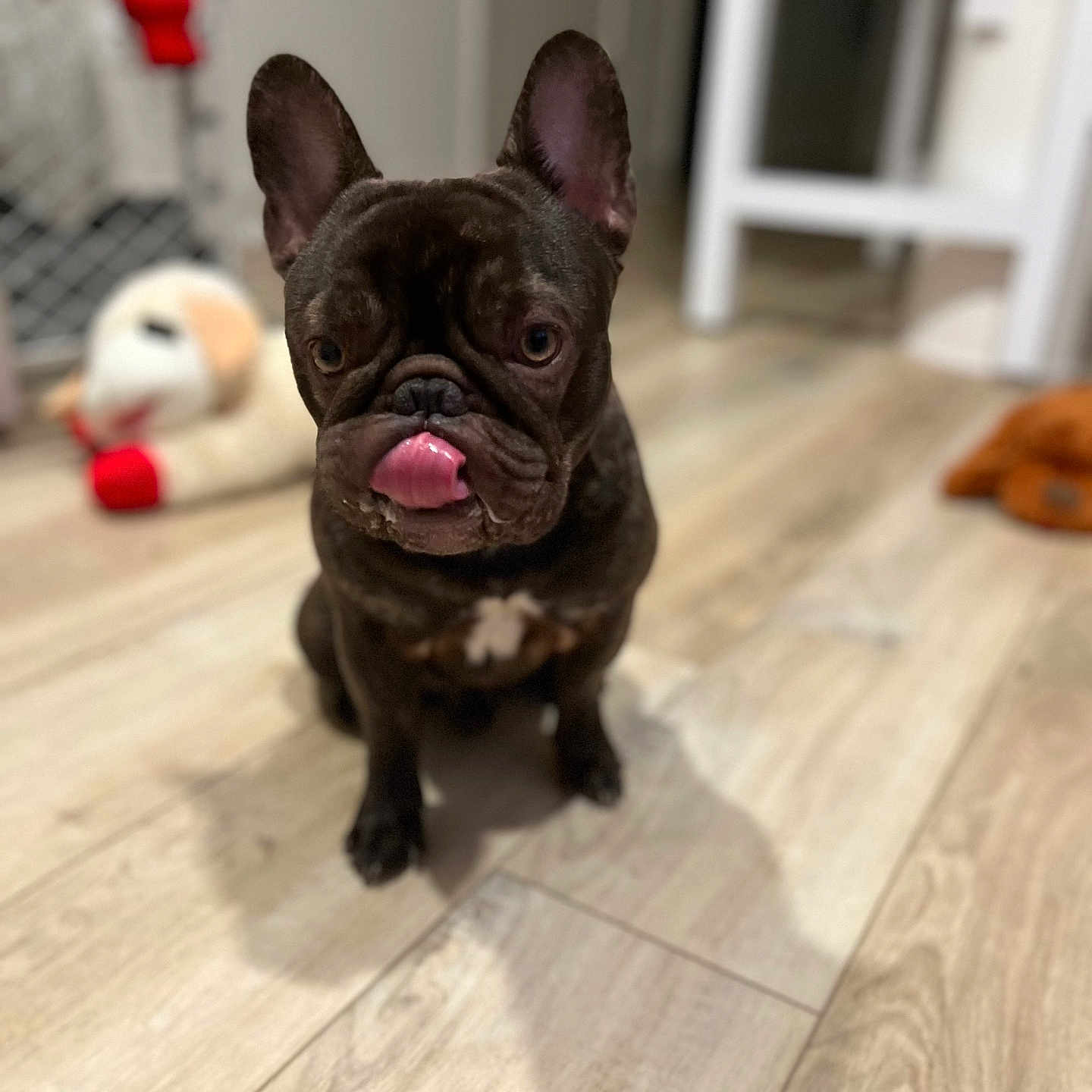 Lupo