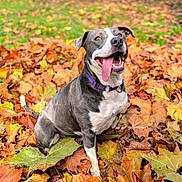 Piama is registered to the contest to win money with this photo: dog, autumn, fall_leaves, outdoor, happy, tongue_out, purple_collar, nature, leaf_pile, pet, smiling, grass, brown, orange, yellow, green, playful, animal, cute, canine