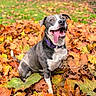 dog, autumn, fall_leaves, outdoor, happy, tongue_out, purple_collar, nature, leaf_pile, pet, smiling, grass, brown, orange, yellow, green, playful, animal, cute, canine