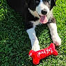 puppy, dog, black_and_white, grass, lawn, outdoor, sunlight, lying_down, tongue_out, happy, playful, pet, toy, red_toy, bone_shaped_toy, floppy_ears, white_paws, animal_portrait, greenery, close_up