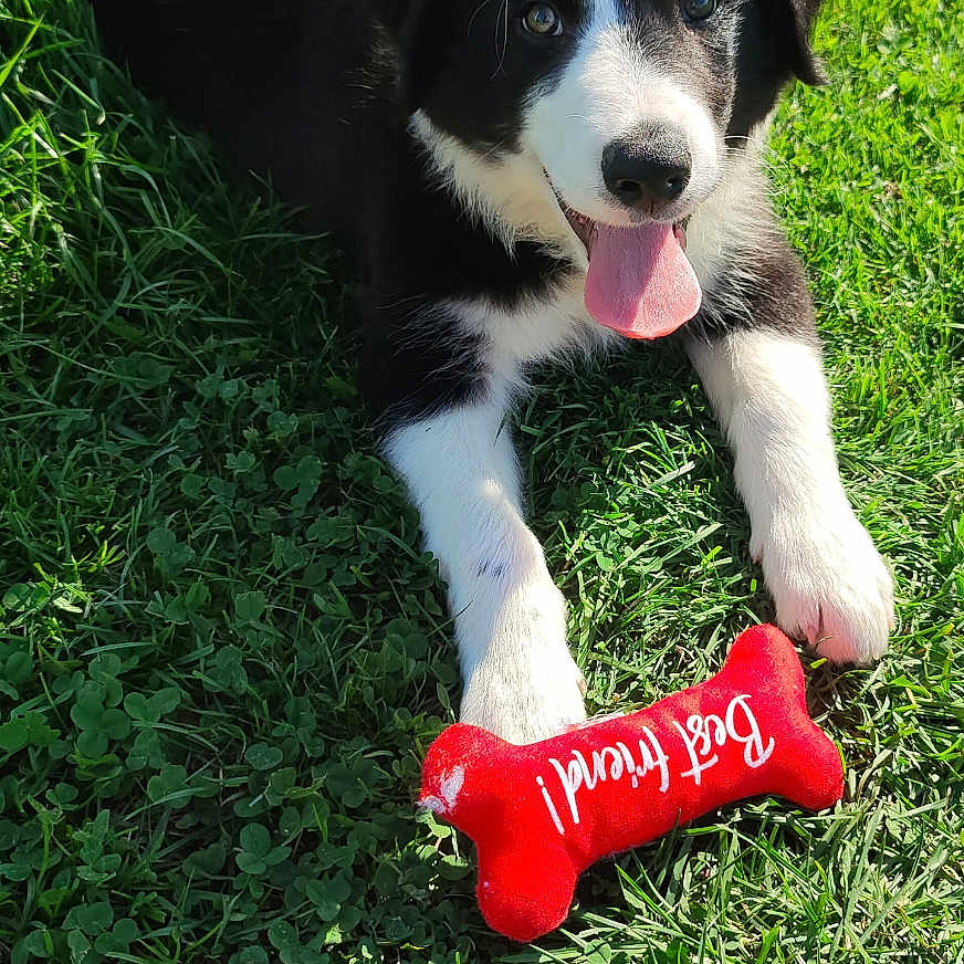 Milo