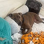 bed, blanket, brown_dog, cartoon_blanket, comfort, cozy, cute, dog, dog_collar, furry, home, indoor, pillow, plush_toy, relaxing, resting, sleepy, stuffed_animal, teal_blanket, white_pillow