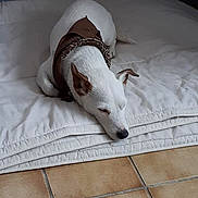 Jack participe au concours pour gagner de l'argent avec cette photo : canidae, carnivore, companion_dog, dog, dog_breed, floor, furniture, mammal, whippet