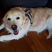 Jane Nora Jack participe au concours pour gagner de l'argent avec cette photo : aidi, akbash_dog, canidae, carnivore, companion_dog, dog, dog_breed, fur, golden_retriever, great_pyrenees, kuvasz, livestock_guardian_dog, mammal, maremma_sheepdog, rare_breed_dog, retriever, slovak_cuvac, snout, sporting_group, vertebrate