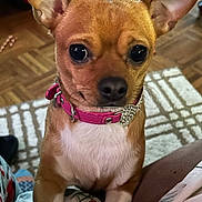 Reese is registered to the contest to win money with this photo: dog, small_dog, chihuahua, pink_collar, heart_charm, indoor, carpet, curious, pet, animal, closeup, brown_fur, white_chest, ears_up, cute, companion, domestic_animal, floor, looking, sitting