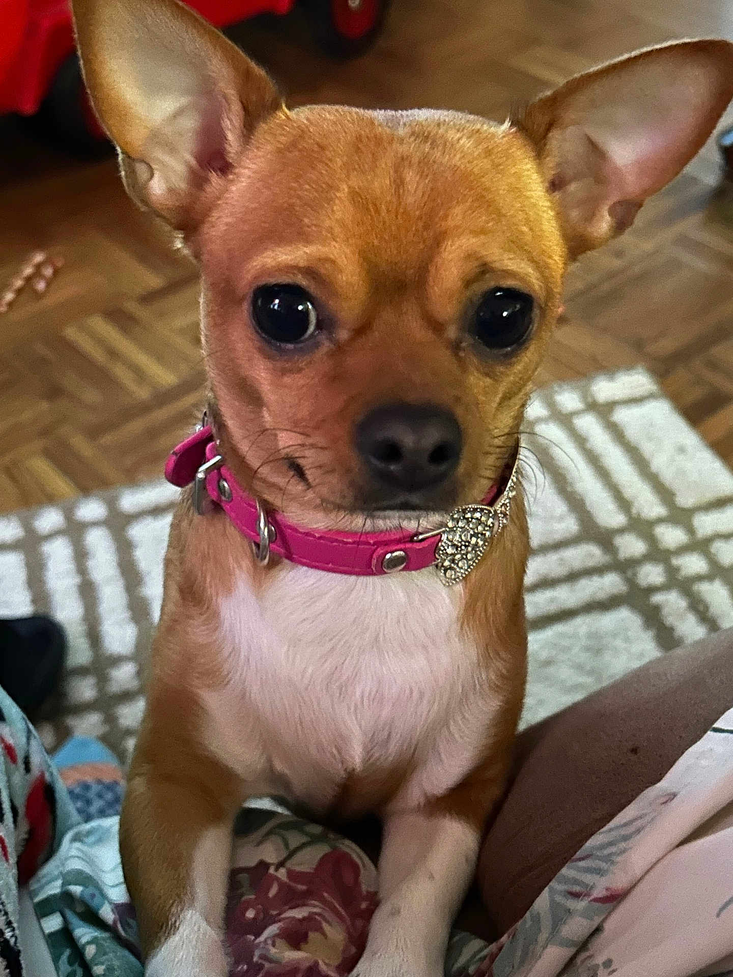 Reese is registered to the contest to win money with this photo: dog, small_dog, chihuahua, pink_collar, heart_charm, indoor, carpet, curious, pet, animal, closeup, brown_fur, white_chest, ears_up, cute, companion, domestic_animal, floor, looking, sitting