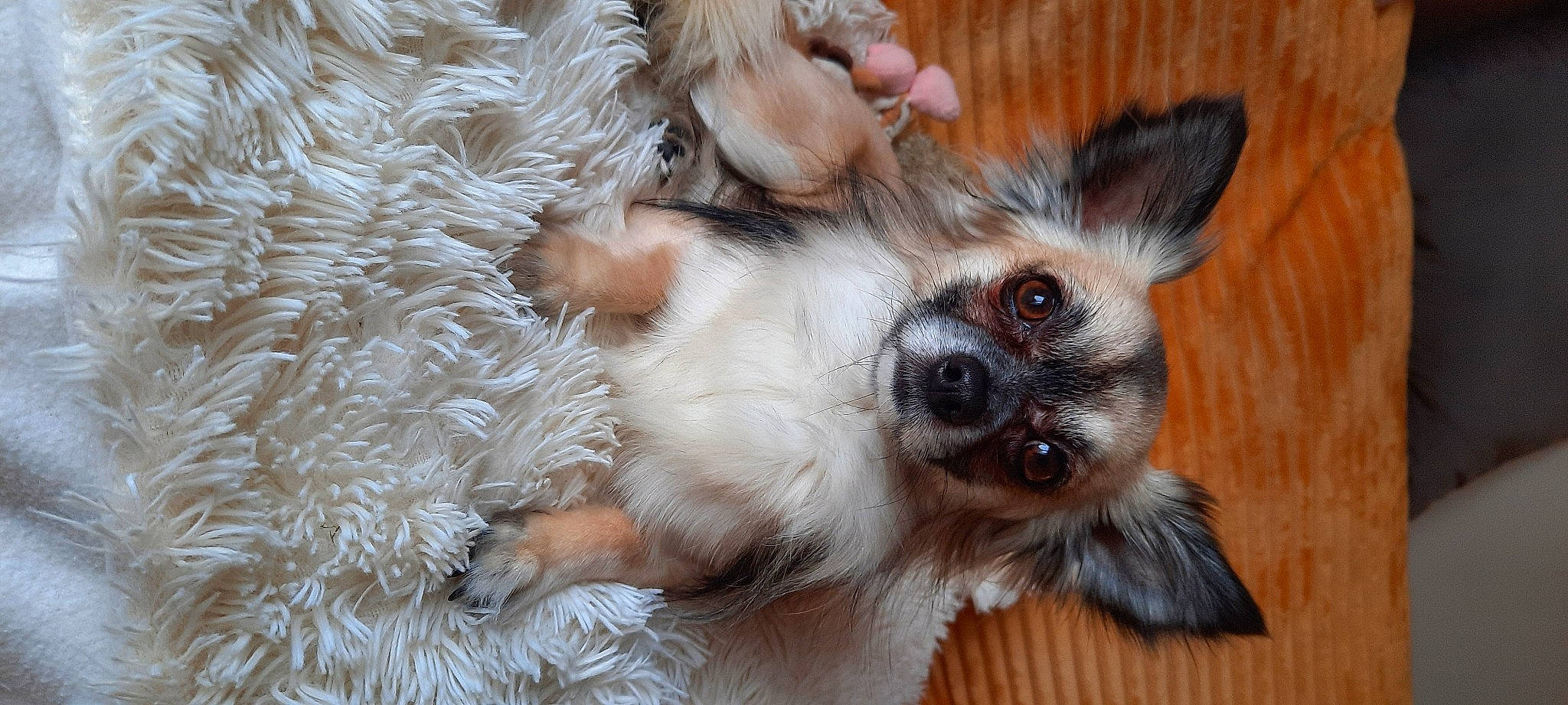 Amour a rejoint le concours — aidez-le/la à gagner de superbes lots ! canidae, carnivore, chihuahua, companion_dog, dog, dog_breed, dog_supply, ear, fawn, fur, liver, paw, snout, sporting_group, terrestrial_animal, terrier, texas_heeler, toy_dog, whiskers, working_animal