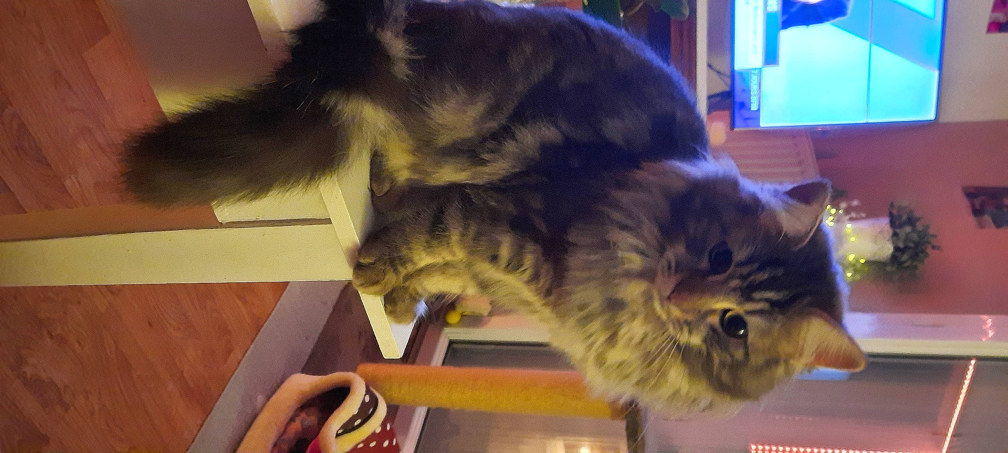 Hermes a rejoint le concours — aidez-le/la à gagner de superbes lots ! carnivore, cat, claw, domestic_short_haired_cat, felidae, fur, paw, small_to_medium_sized_cats, snout, tail, whiskers