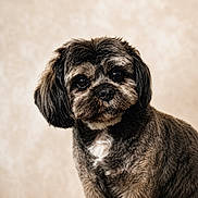 Memphis participe au concours pour gagner de l'argent avec cette photo : dog, pet, animal, fur, cute, portrait, indoor, brown, black, white, small_dog, fluffy, companion, mammal, friendly, domestic_animal, face, head, eyes, whiskers