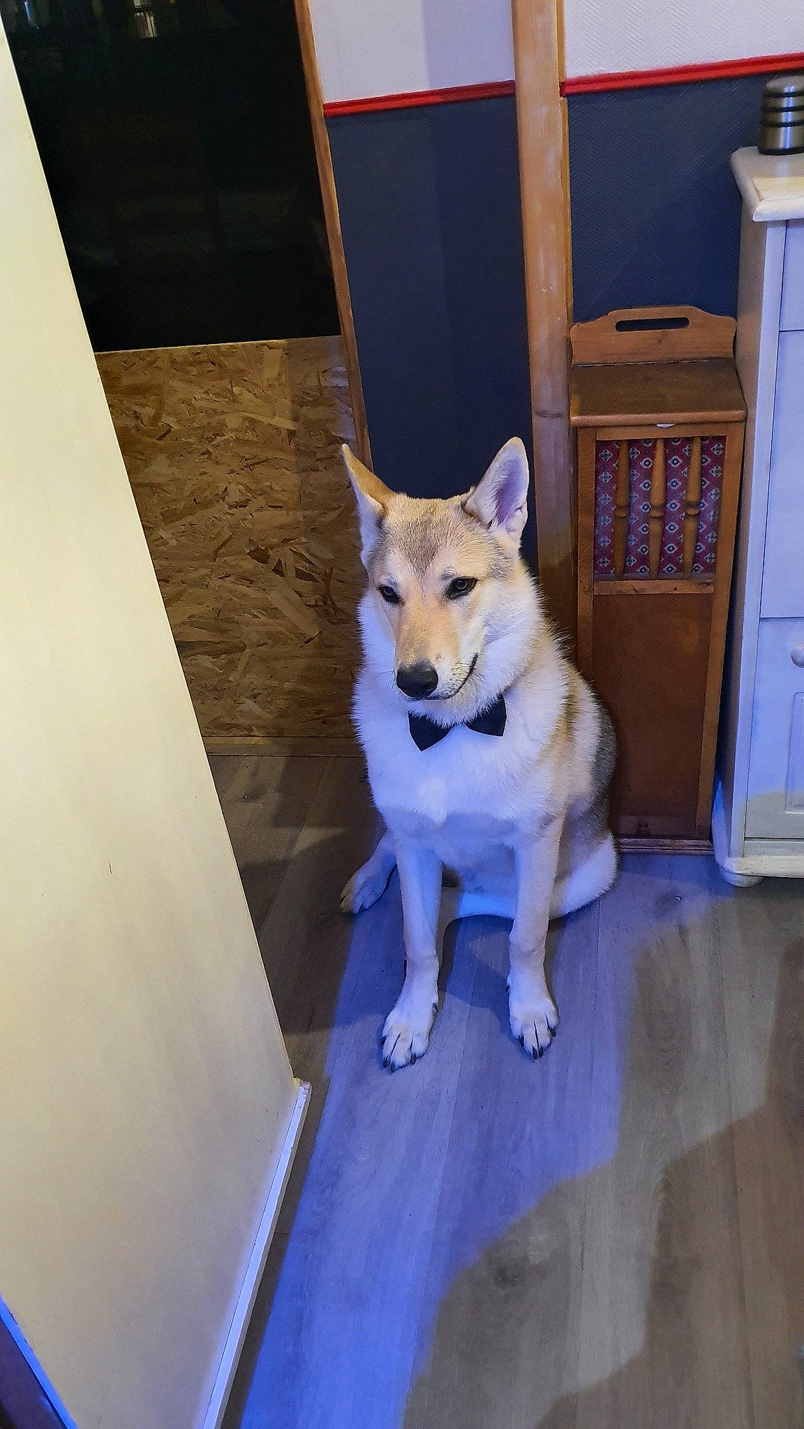 Ragnard a rejoint le concours — aidez-le/la à gagner de superbes lots ! canaan_dog, canidae, carnivore, carolina_dog, czechoslovakian_wolfdog, dog, dog_breed, east_siberian_laika, fawn, korean_jindo_dog, laika, mammal, non_sporting_group, norwegian_buhund, norwegian_lundehund, shikoku, tail, tamaskan_dog, vertebrate, wolfdog