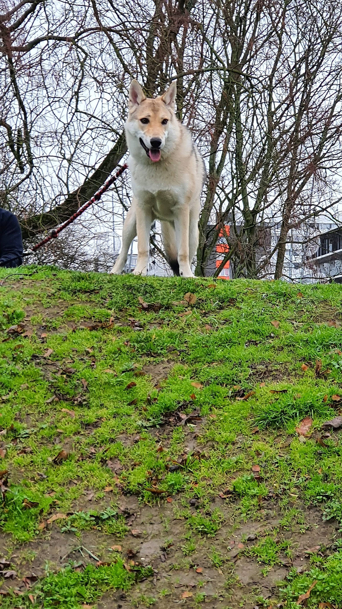 Ragnard a rejoint le concours — aidez-le/la à gagner de superbes lots ! akita, akita_inu, berger_blanc_suisse, canaan_dog, canidae, carnivore, companion_dog, dog, dog_breed, east_siberian_laika, hokkaido, korean_jindo_dog, mammal, norwegian_buhund, shiba_inu, tree, vertebrate, white_shepherd, wolfdog, working_dog