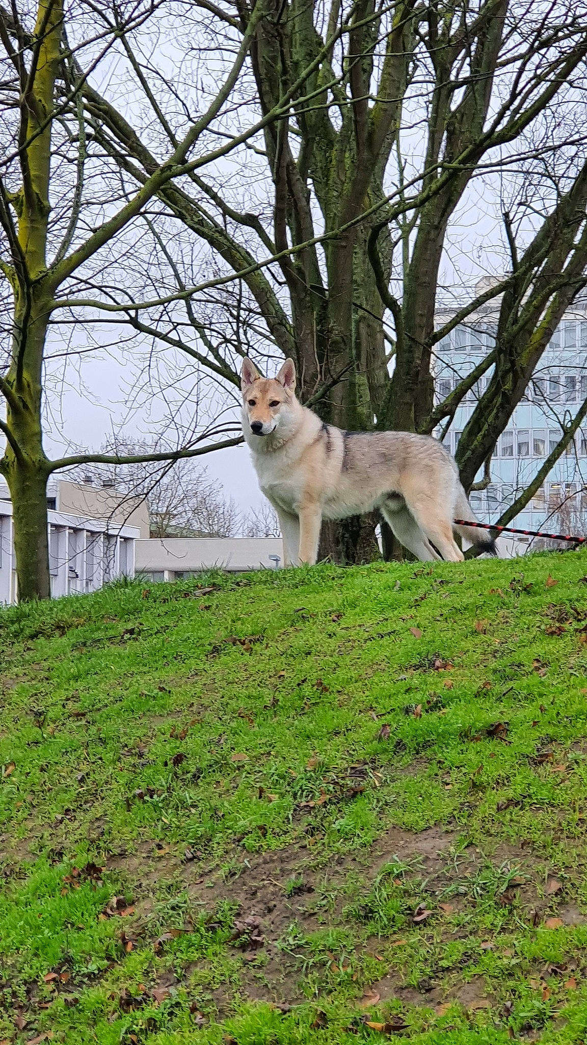 Ragnard a rejoint le concours — aidez-le/la à gagner de superbes lots ! akita_inu, canaan_dog, canidae, carnivore, companion_dog, dog, dog_breed, east_siberian_laika, fawn, mammal, norwegian_buhund, norwegian_lundehund, saarloos_wolfdog, siberian_husky, sporting_group, tree, vertebrate, west_siberian_laika, wildlife, wolfdog