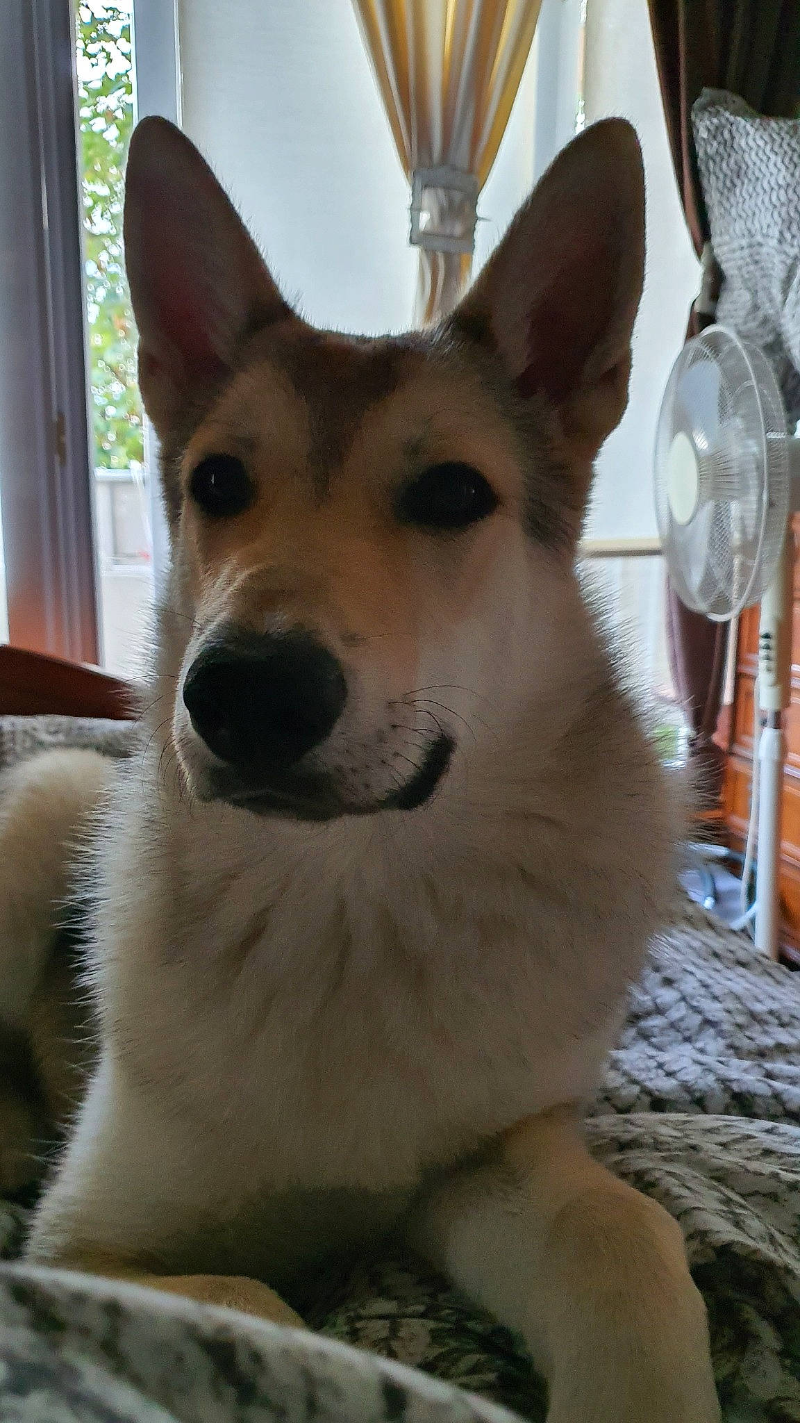 Ragnard participe au concours pour gagner de l'argent avec cette photo : ancient_dog_breeds, canaan_dog, canidae, carnivore, carolina_dog, dog, dog_breed, east_siberian_laika, mammal, norrbottenspets, norwegian_buhund, norwegian_lundehund, pembroke_welsh_corgi, rare_breed_dog, snout, tamaskan_dog, vertebrate, welsh_corgi, whiskers, wolfdog