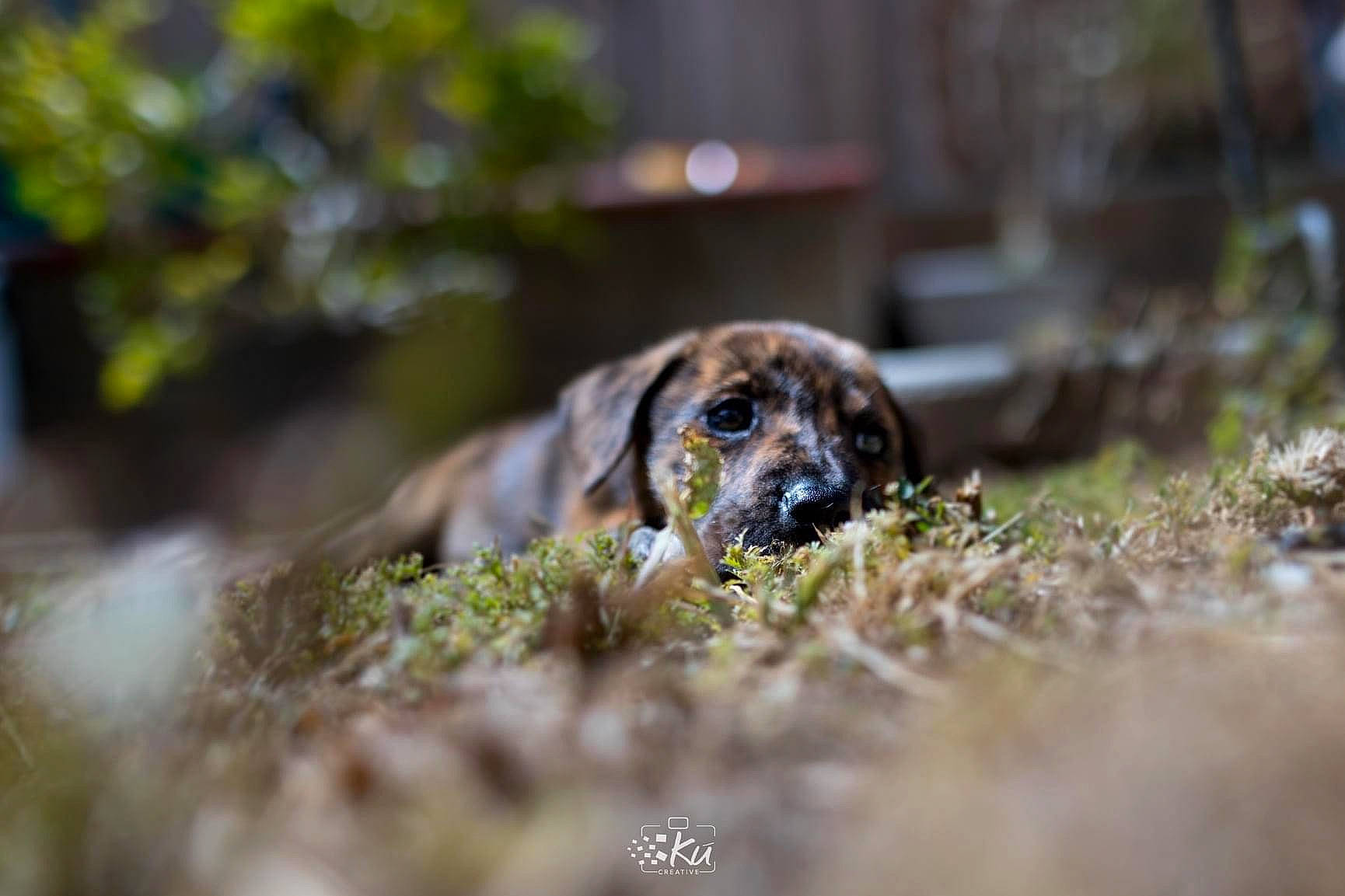 Lilikoi joined the competition — help win amazing prizes! carnivore, companion_dog, dog, dog_breed, grass, plant, rock, snout, soil, sporting_group, terrestrial_animal, wood, working_animal