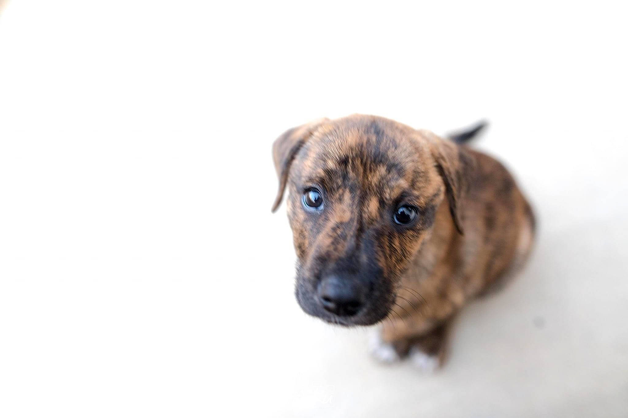 Lilikoi joined the competition — help win amazing prizes! canidae, carnivore, companion_dog, dog, dog_breed, fawn, puppy, sporting_group, terrestrial_animal, treeing_tennessee_brindle, whiskers