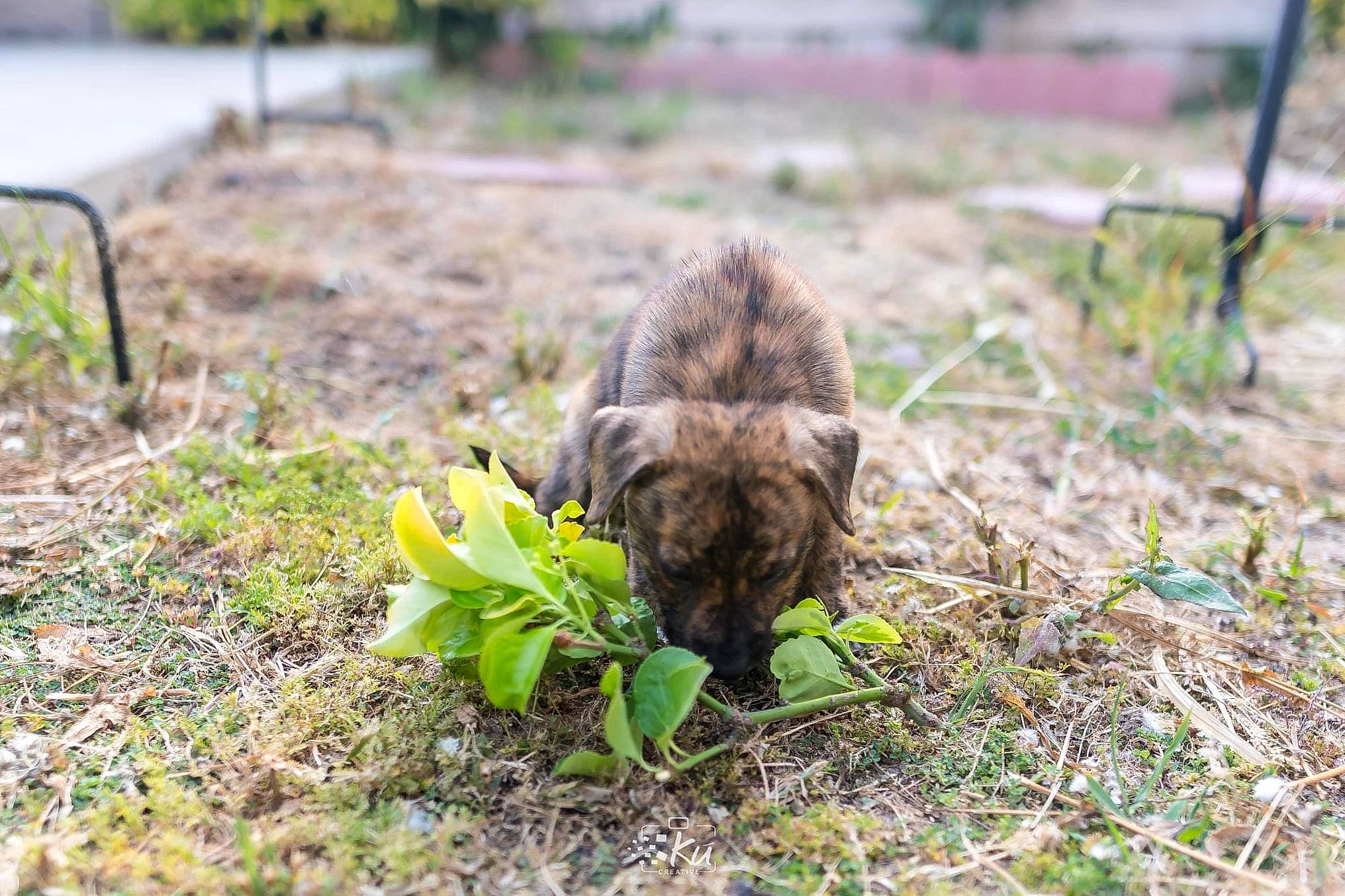 Lilikoi joined the competition — help win amazing prizes! canidae, carnivore, companion_dog, dog_breed, fawn, felidae, fur, grass, groundcover, plant, small_to_medium_sized_cats, snout, soil, sporting_group, terrestrial_animal, whiskers, wildlife