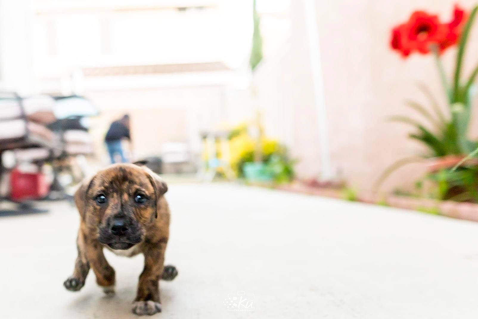 Lilikoi is registered to the contest to win money with this photo: carnivore, companion_dog, coquelicot, dog, dog_breed, fawn, flooring, flower, non_sporting_group, pet_supply, petal, plant, snout, sporting_group, terrestrial_animal, working_animal, working_dog