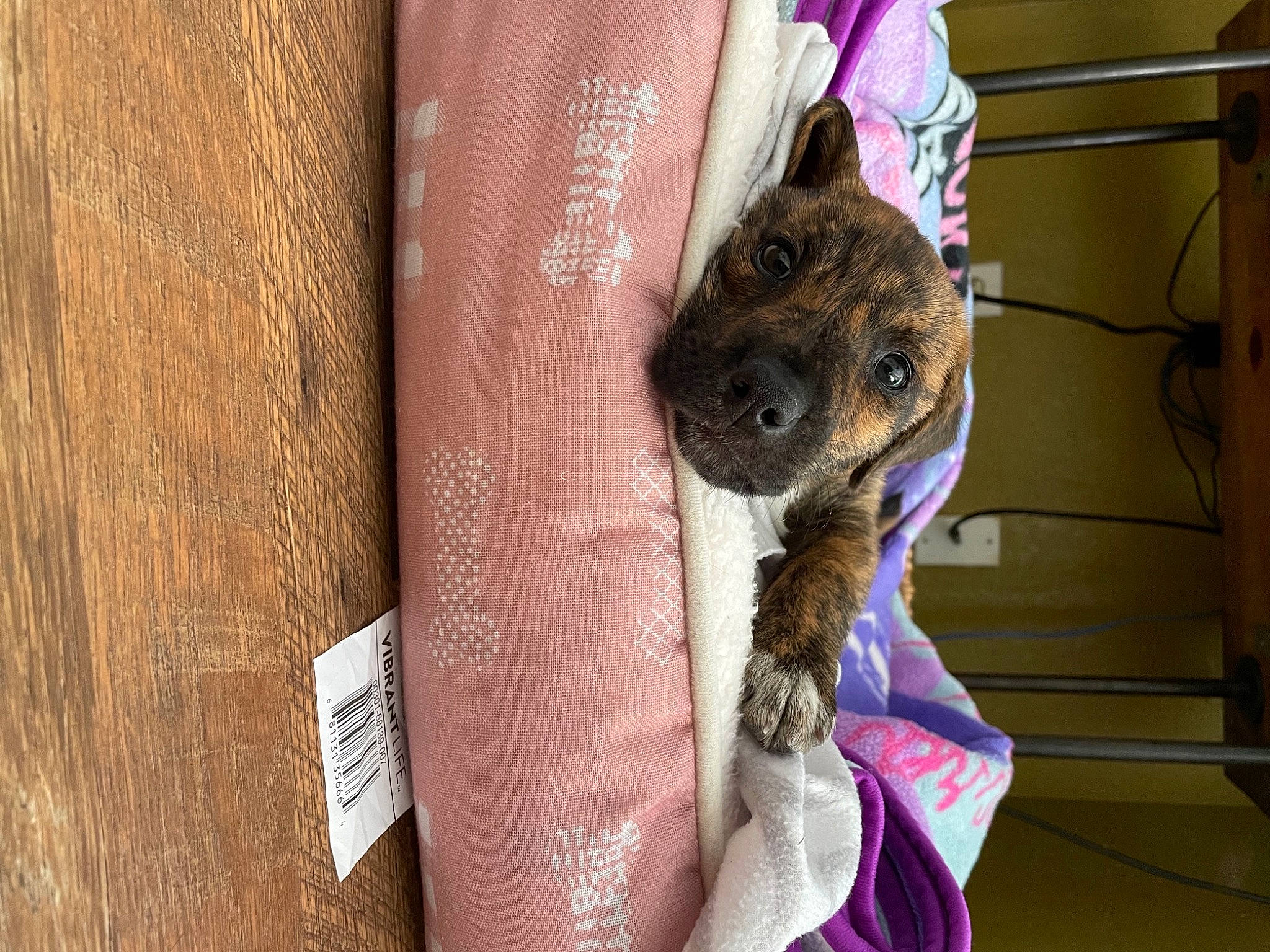 Lilikoi is registered to the contest to win money with this photo: animal_shelter, canidae, carnivore, companion_dog, dog_breed, domestic_short_haired_cat, fawn, felidae, fur, hardwood, marsupial, pet_supply, procyonidae, rodent, small_to_medium_sized_cats, snout, terrestrial_animal, whiskers, wood, working_animal