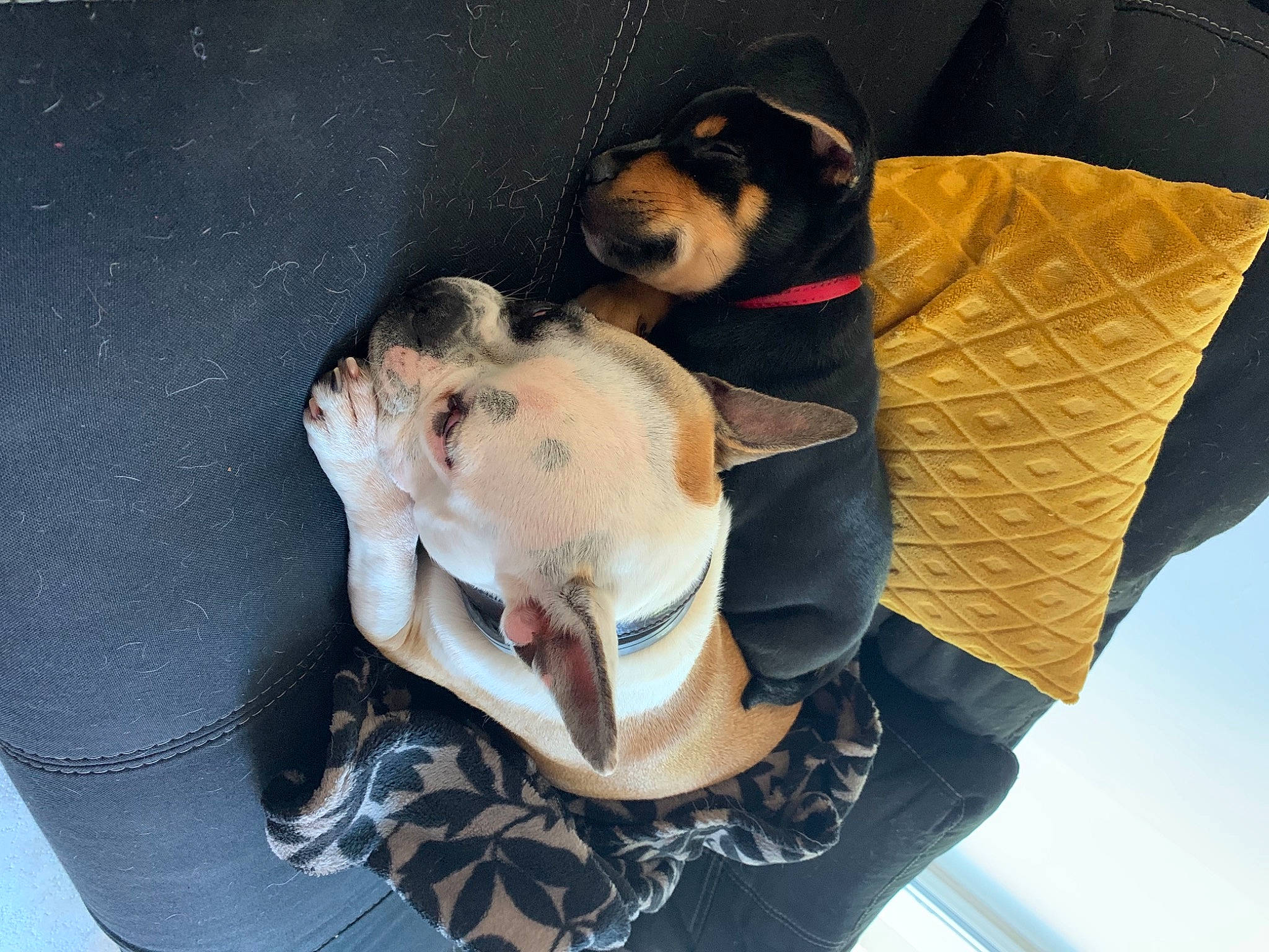 Arès participe au concours pour gagner de l'argent avec cette photo : canidae, carnivore, coonhound, dog, dog_breed, feist, non_sporting_group, puppy, puppy_love