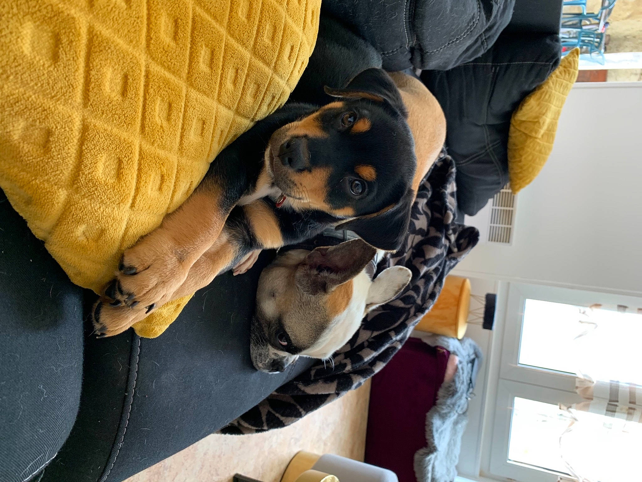 Arès participe au concours pour gagner de l'argent avec cette photo : canidae, carnivore, companion_dog, dog, dog_breed, fawn, guard_dog, puppy, snout