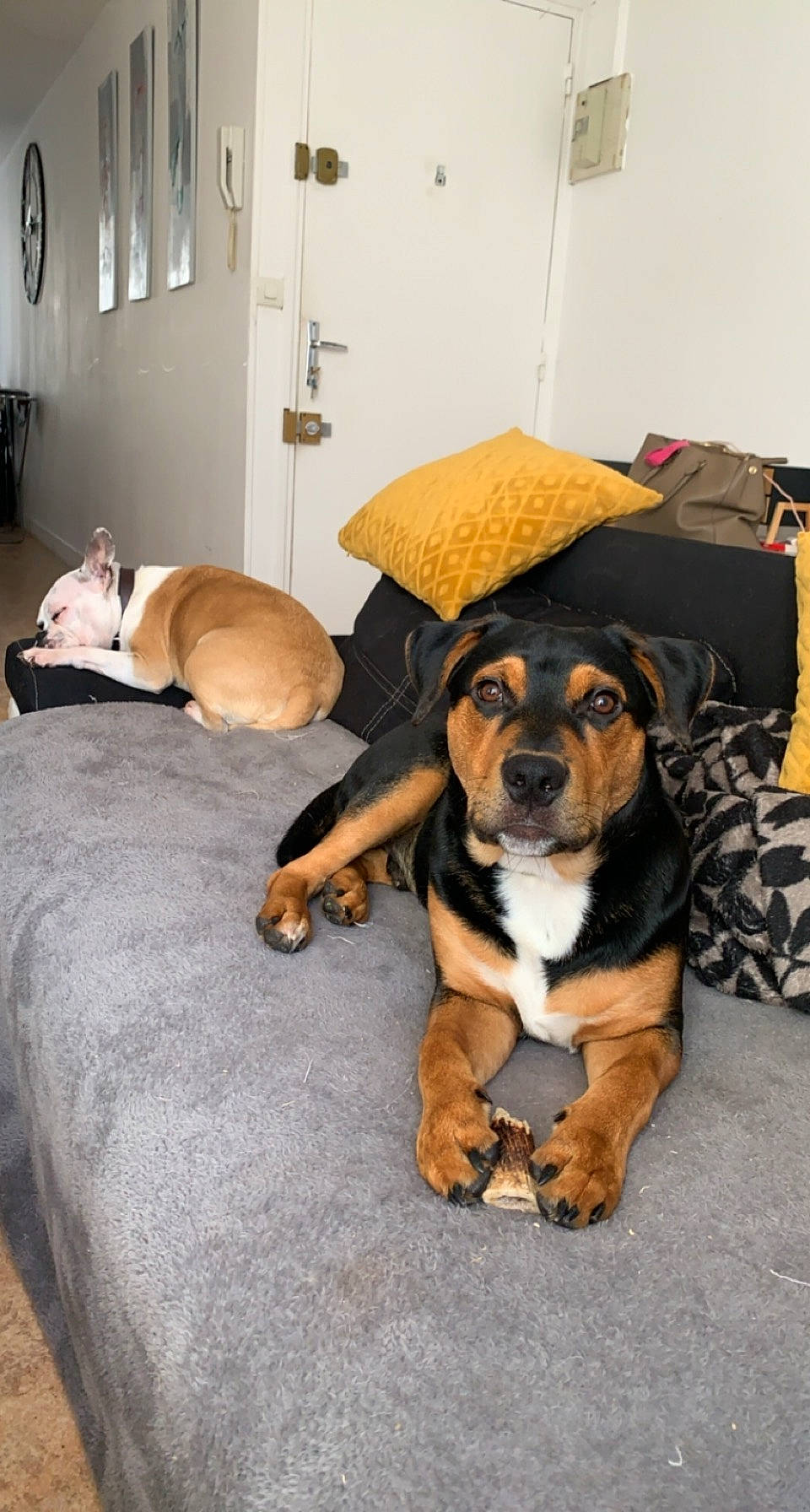 Arès participe au concours pour gagner de l'argent avec cette photo : canidae, carnivore, companion_dog, dog, dog_breed, entlebucher_mountain_dog, fawn, mammal, paw, puppy, puppy_love, snout, vertebrate