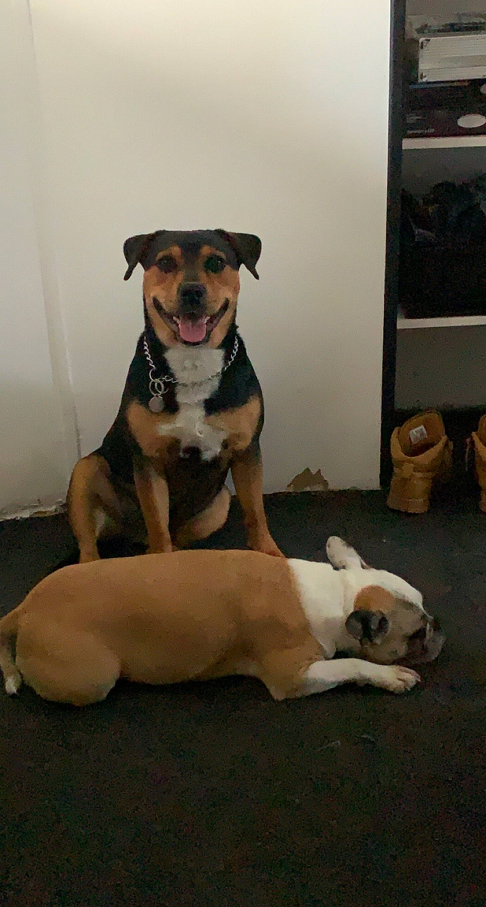 Arès a rejoint le concours — aidez-le/la à gagner de superbes lots ! canidae, carnivore, collar, comfort, companion_dog, dog, dog_breed, dog_collar, dog_supply, fawn, guard_dog, non_sporting_group, paw, pet_supply, snout, sporting_group, tail, whiskers, working_animal, working_dog