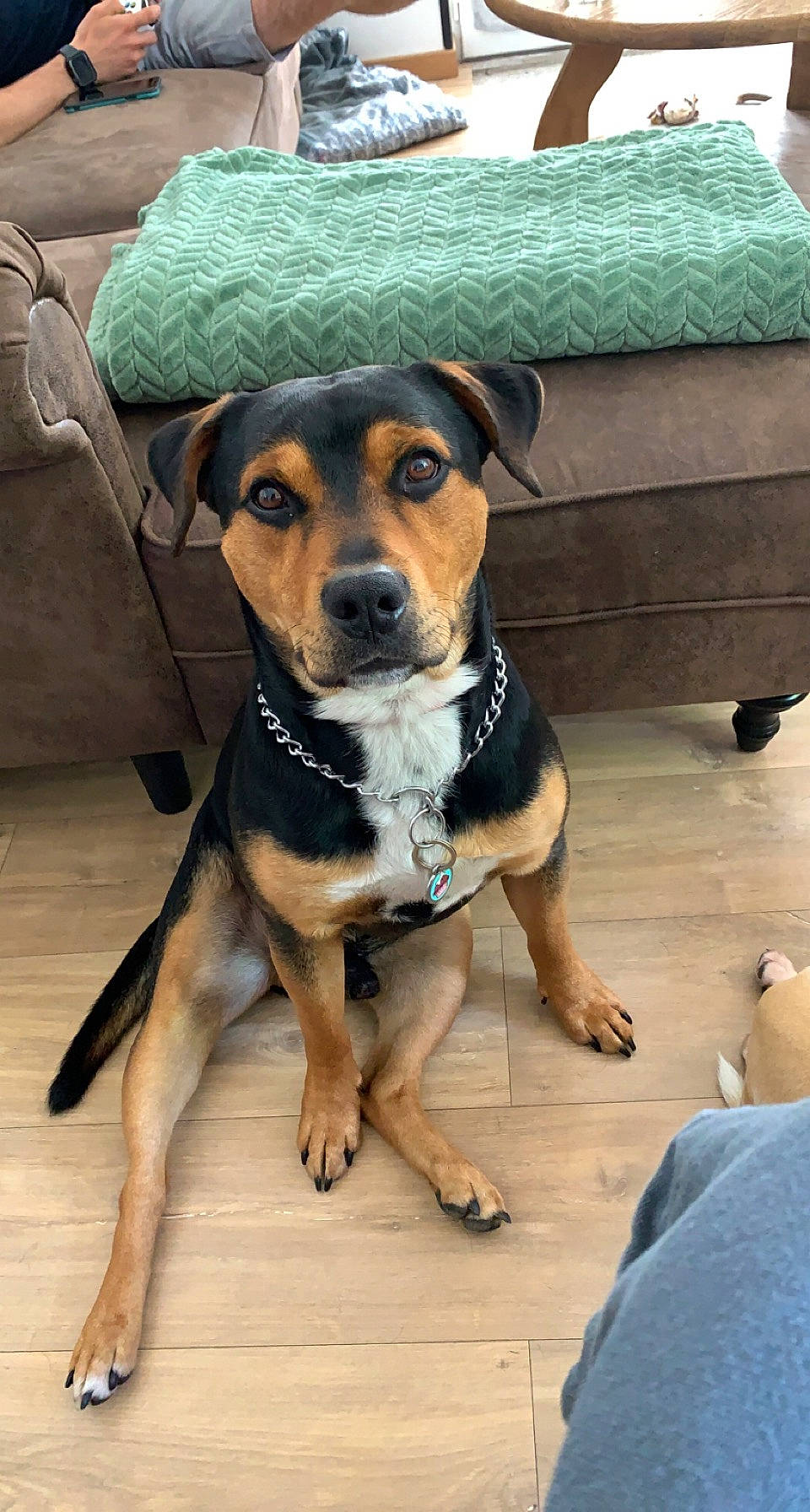 Arès participe au concours pour gagner de l'argent avec cette photo : blue, canidae, carnivore, collar, companion_dog, couch, dog, dog_breed, dog_clothes, dog_collar, dog_supply, fawn, flooring, foot, fur, pet_supply, snout, sporting_group, working_animal, working_dog