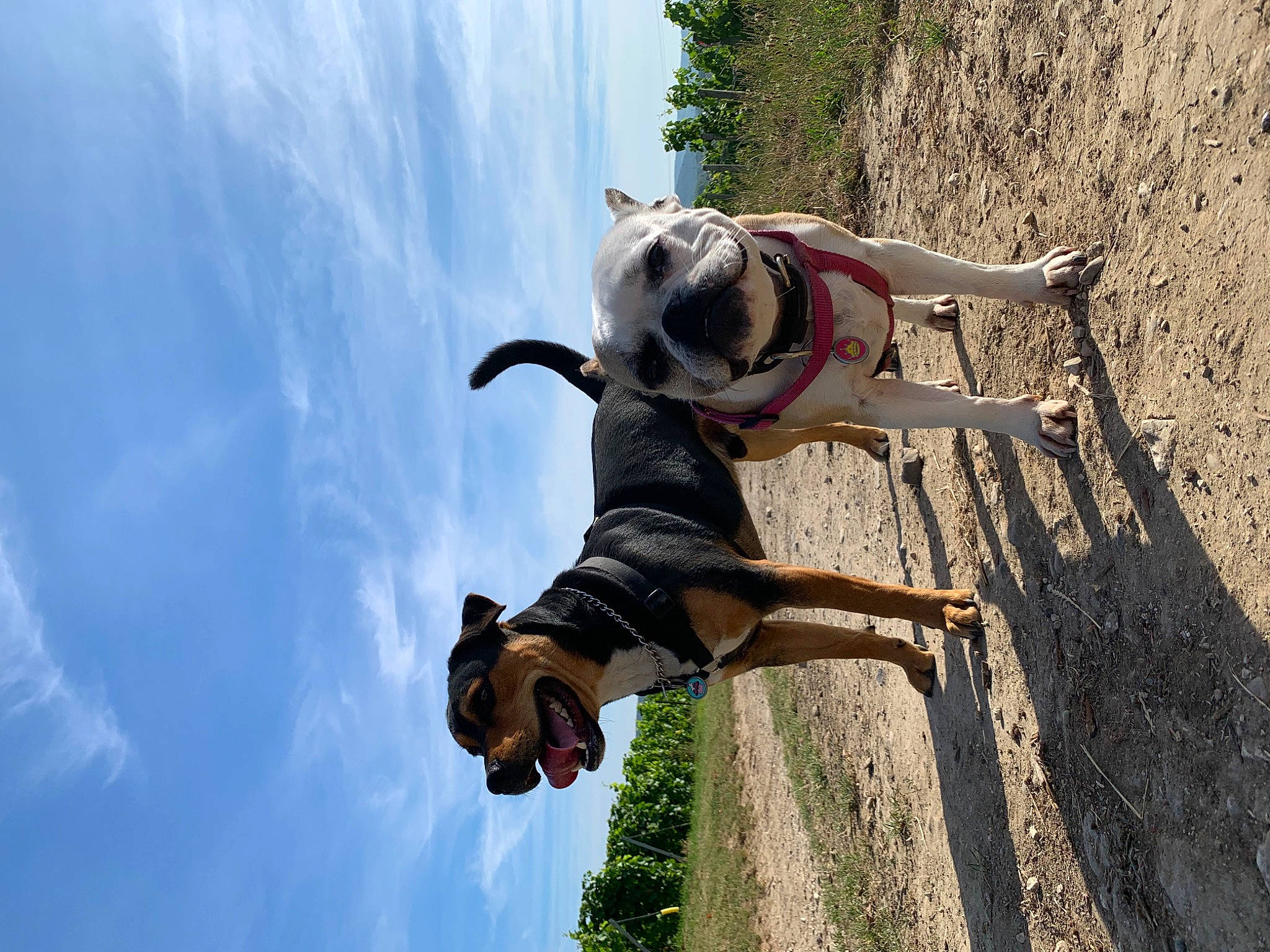 Arès participe au concours pour gagner de l'argent avec cette photo : adventure, air_sports, boot, cloud, dog, extreme_sport, fun, happy, jumping, landscape, leisure, people_in_nature, plant, recreation, rope, sky, sport_climbing, travel, tree, water