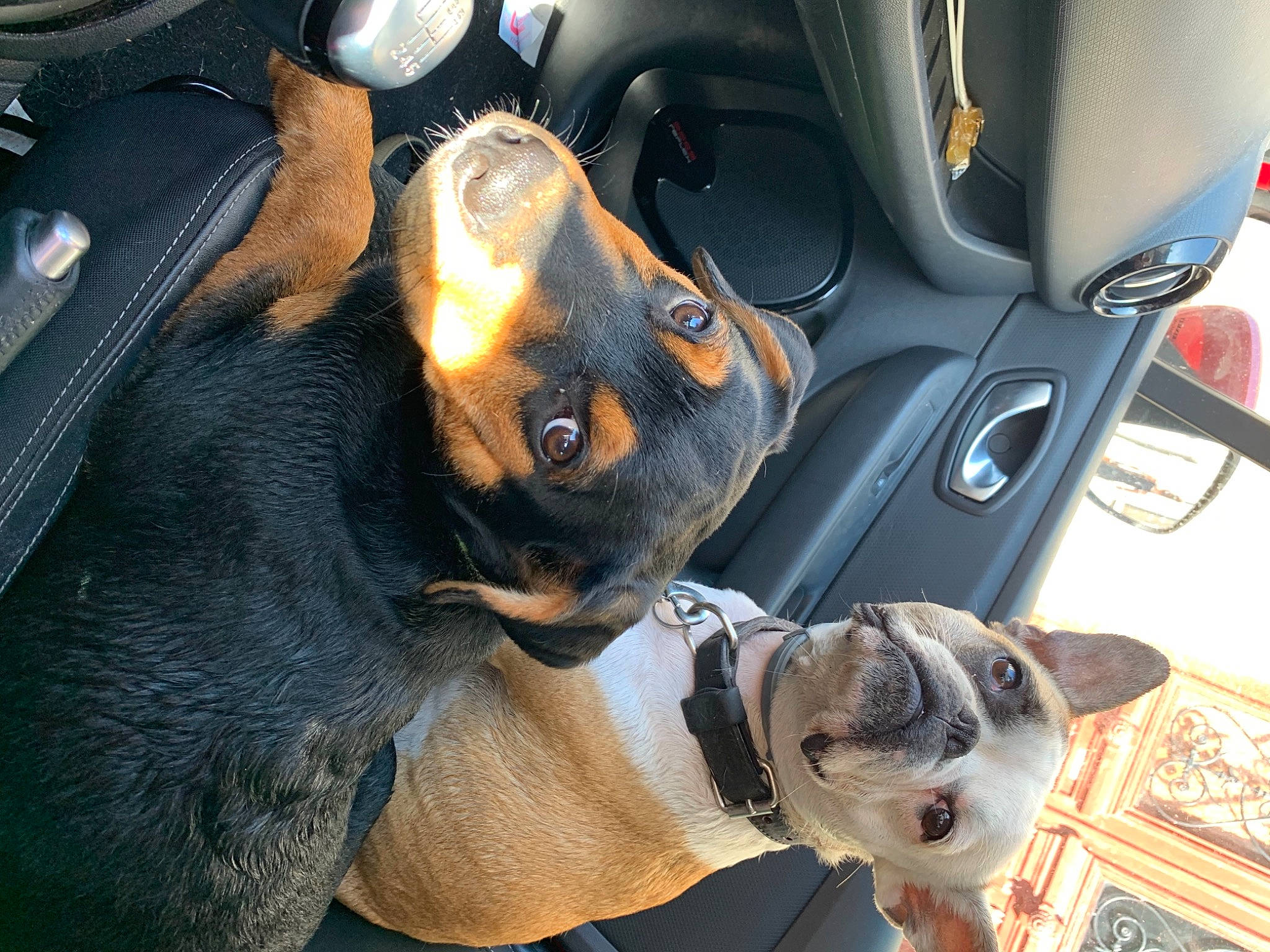 Artemis participe au concours pour gagner de l'argent avec cette photo : canidae, carnivore, dog, dog_breed, ear, fawn, mammal, non_sporting_group, puppy, puppy_love, snout, vertebrate