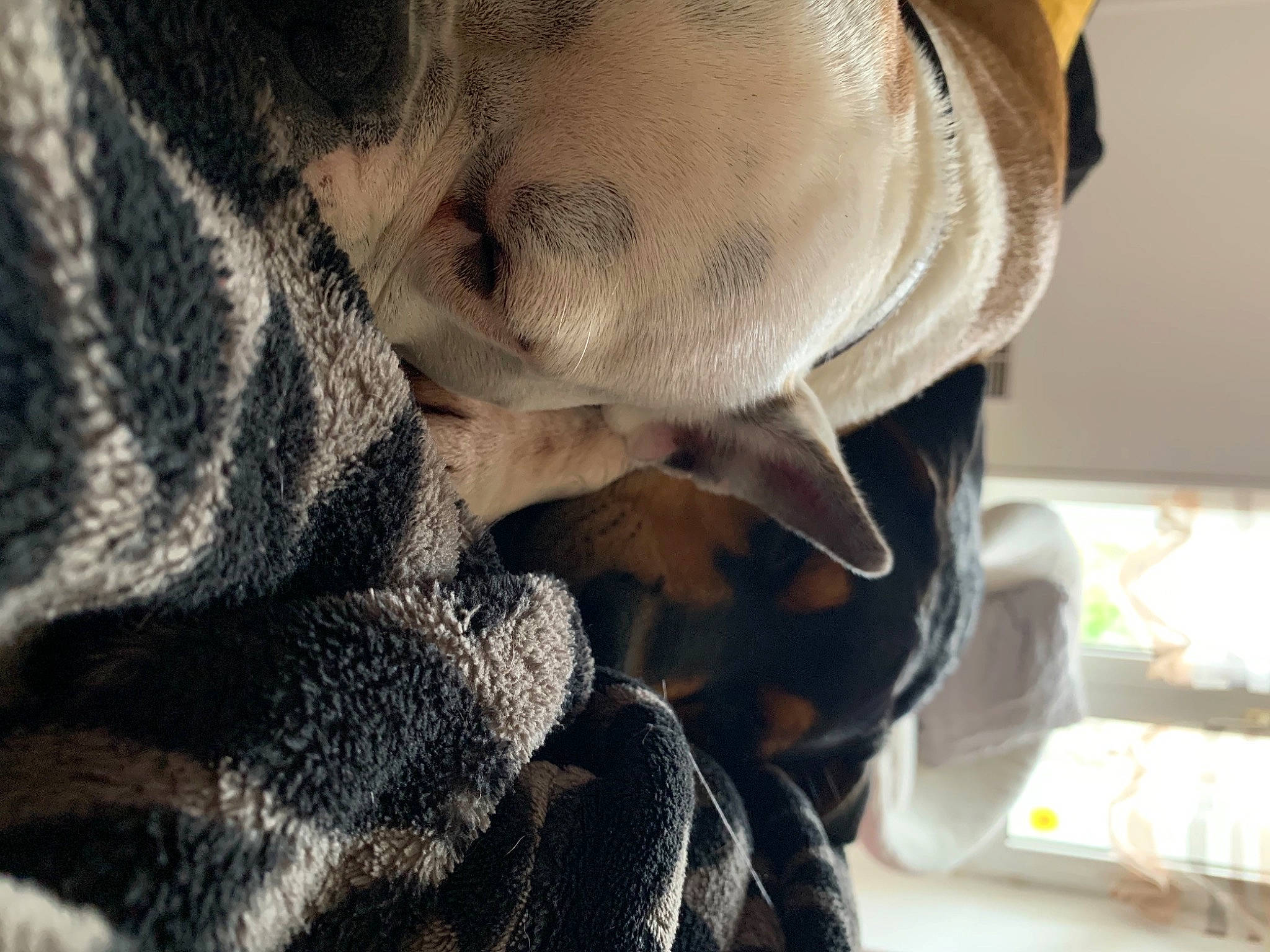 Artemis participe au concours pour gagner de l'argent avec cette photo : canidae, carnivore, companion_dog, dog, dog_breed, ear, fawn, fur, hand, non_sporting_group, nose, paw, puppy, snout, sporting_group