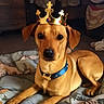 Tj is registered to the contest to win money with this photo: dog, crown, pet, canine, collar, indoor, blanket, brown_dog, jewels, resting, portrait, animal, cute, furry, domestic_animal, looking_at_camera, laying_down, household, comfortable, adorable