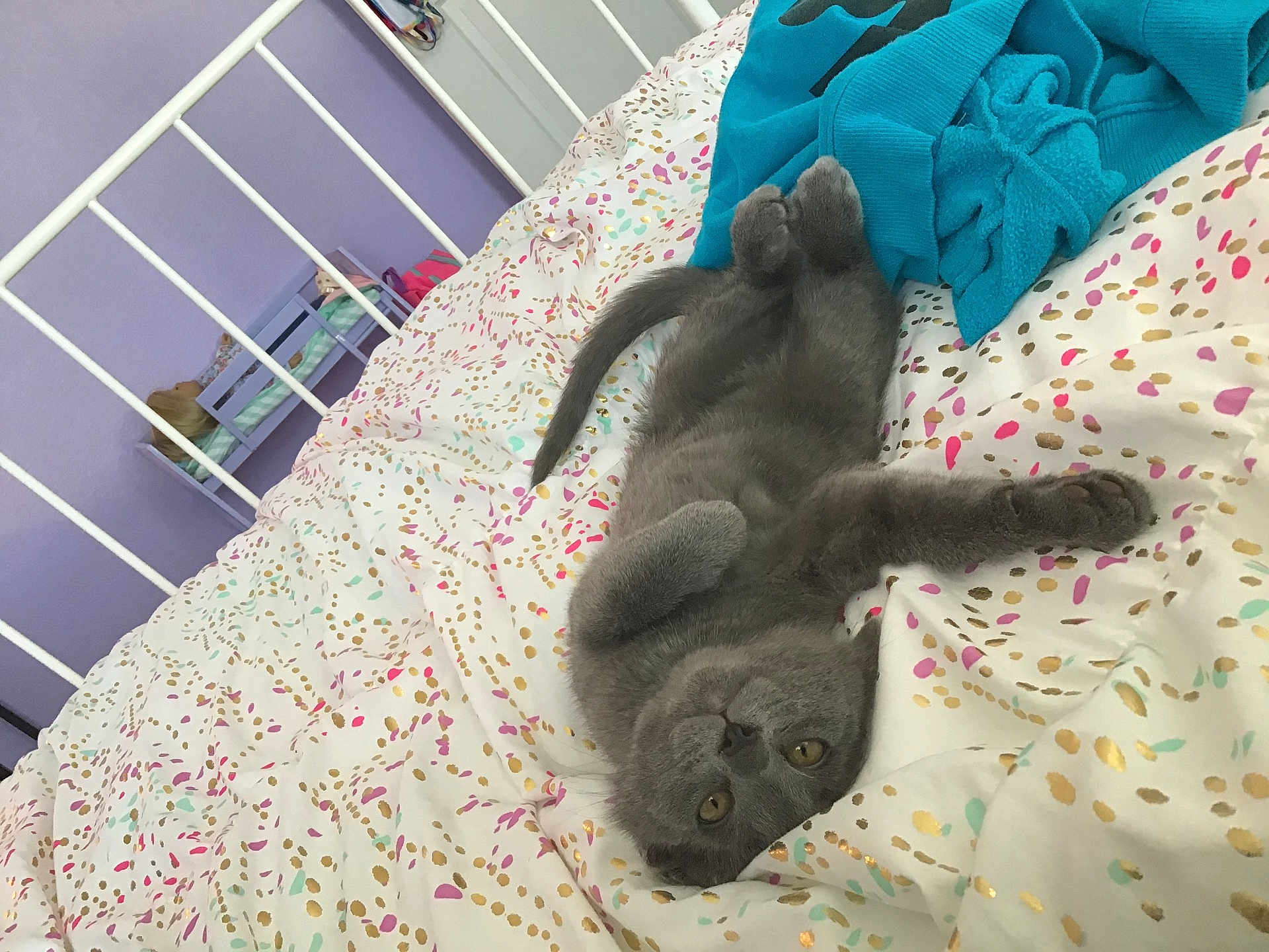Mr.waffles joined the competition — help win amazing prizes! cat, gray_cat, bed, bedspread, patterned_bedding, purple_wall, doll, toy_bed, blue_clothing, pet, animal, indoor, cute, upside_down, relaxed, feline, whiskers, paws, tail, soft_texture
