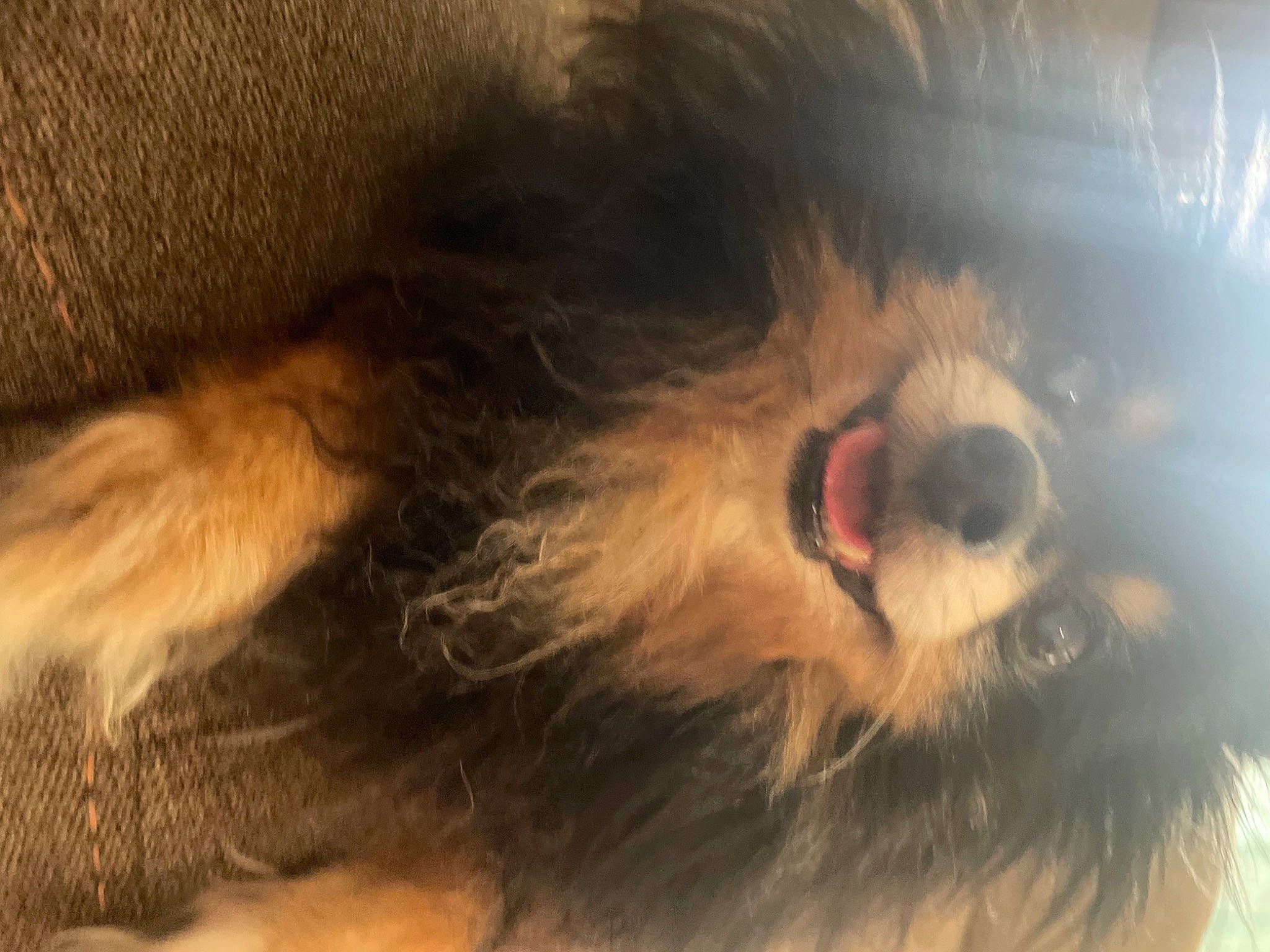 Barney joined the competition — help win amazing prizes! beard, canidae, carnivore, claw, companion_dog, dog, dog_breed, ear, fawn, fur, heat, liver, paw, pet_supply, sporting_group, terrestrial_animal, terrier, whiskers, working_animal