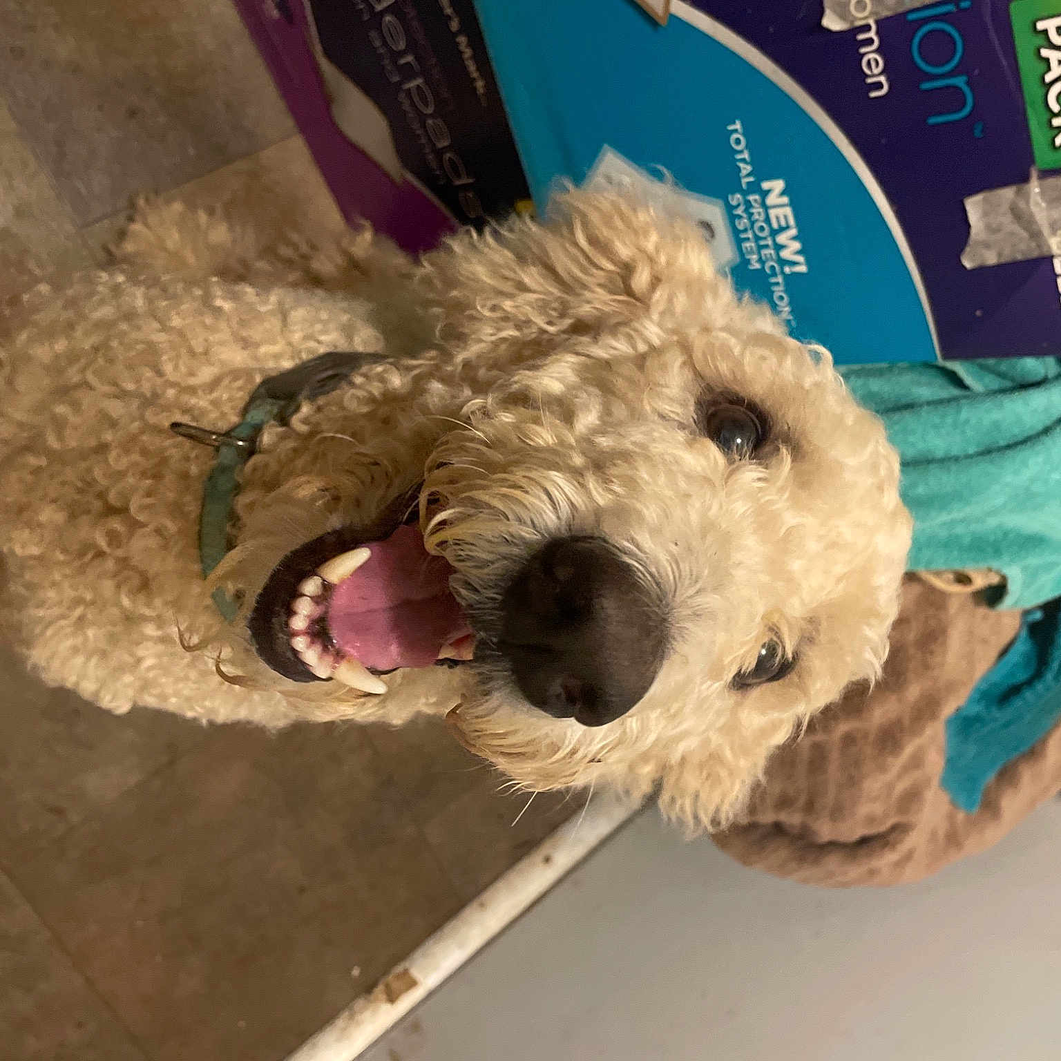 Daisy joined the competition — help win amazing prizes! canidae, carnivore, collar, companion_dog, dog, dog_breed, dog_supply, fur, pet_supply, small_terrier, snout, sporting_group, stuffed_toy, teddy_bear, terrier, toy, toy_dog, water_dog, wire_hair_fox_terrier, working_animal