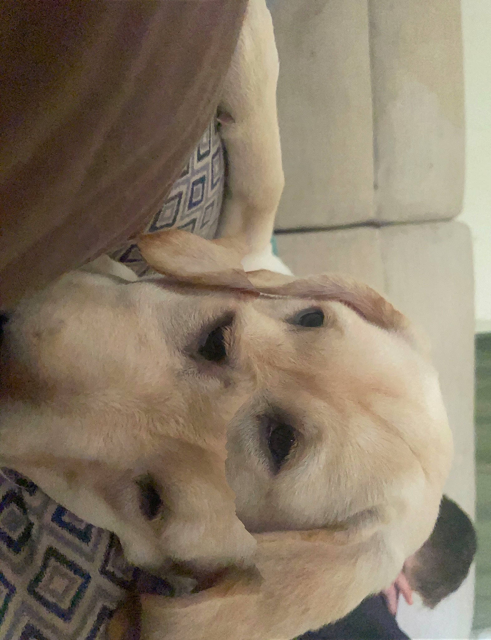 Sahara joined the competition — help win amazing prizes! canidae, carnivore, clock, comfort, companion_dog, dog, dog_breed, ear, fawn, fur, gesture, jaw, non_sporting_group, paw, puppy, selfie, snout, sporting_group, whiskers, working_animal