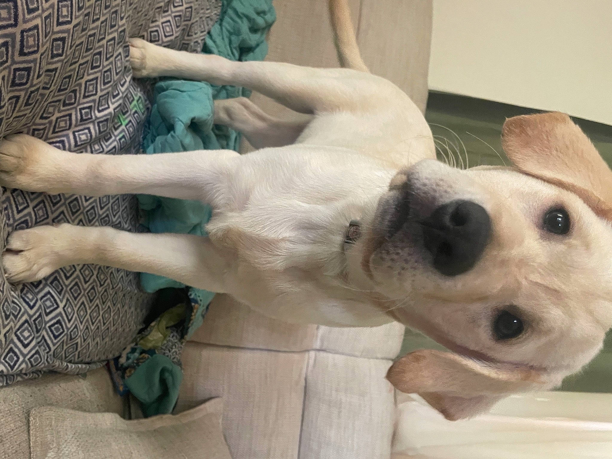 Sahara joined the competition — help win amazing prizes! art, canidae, carnivore, collar, companion_dog, dog, dog_breed, dog_collar, ear, eye, fawn, fur, gesture, head, jaw, pet_supply, snout, sporting_group, whiskers, working_animal