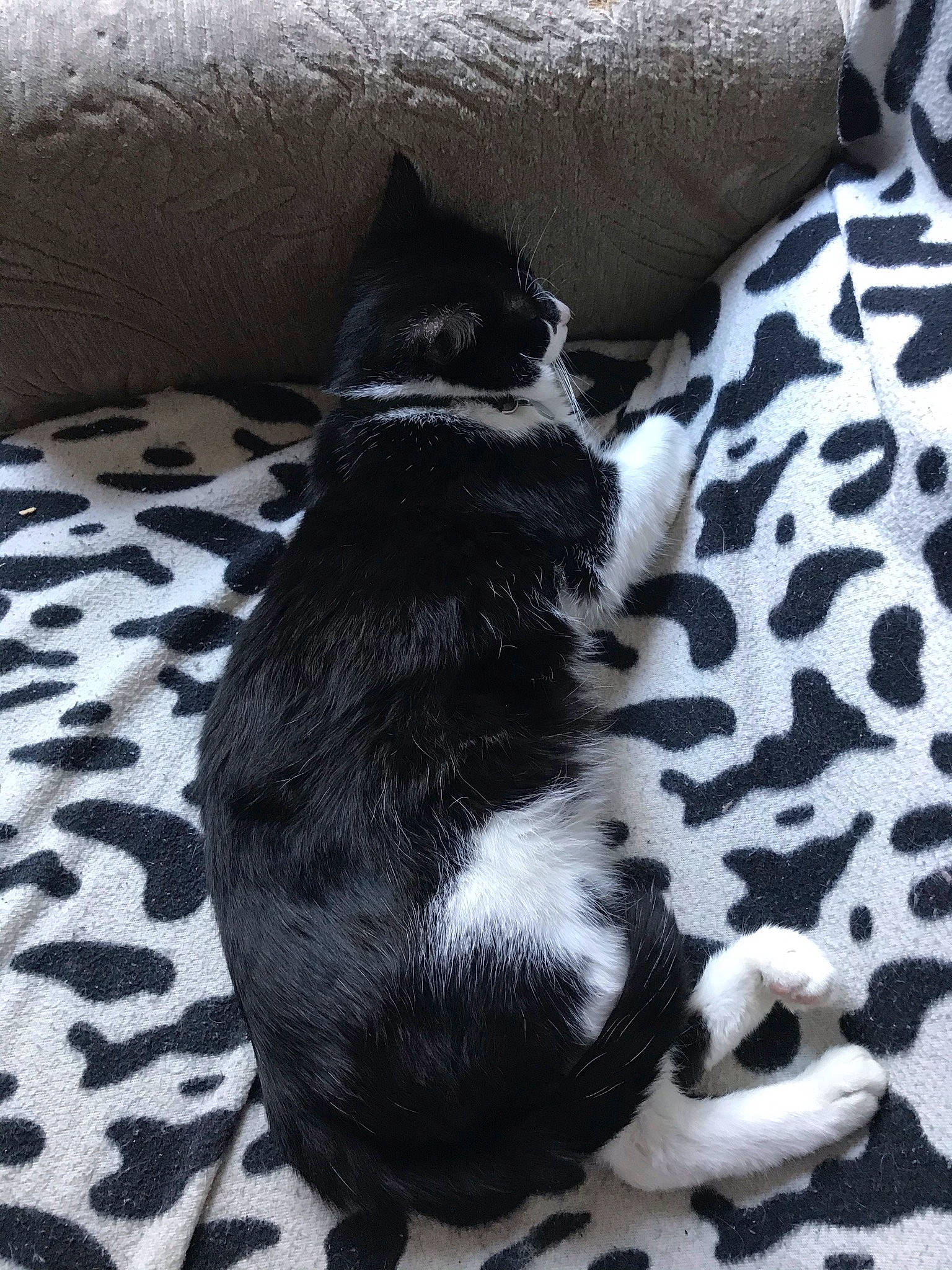 Noireau participe au concours pour gagner de l'argent avec cette photo : carnivore, cat, comfort, companion_dog, dog_breed, domestic_short_haired_cat, felidae, flooring, fur, grey, mammal, tail, terrestrial_animal, whiskers, working_animal