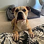 Moku joined the competition — help win amazing prizes! dog, pet, indoor, carpet, dog_bed, blanket, brown, white, paws, ears, face, canine, looking, resting, floor, home, fur, snout, animal, cute