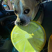 Moku is registered to the contest to win money with this photo: animal, canine, car_interior, closeup, collar, daylight, dog, expression, frisbee, leash, looking_up, outdoor_view, pet, playful, reflection, seat, seatbelt, sunlight, transportation, window