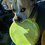 animal, canine, car_interior, closeup, collar, daylight, dog, expression, frisbee, leash, looking_up, outdoor_view, pet, playful, reflection, seat, seatbelt, sunlight, transportation, window