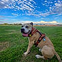 dog, canine, pet, animal, grass, field, outdoor, sky, clouds, harness, tongue_out, sitting, nature, daylight, playful, happy, landscape, greenery, mammal, summer