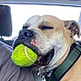 Moku joined the competition — help win amazing prizes! animal, black_nose, canine, car_interior, close_up, companion, dog, gray_shirt, harness, human, joyful, leisure, light_brown, pet, playful, seat, snout, tag, tennis_ball, transport