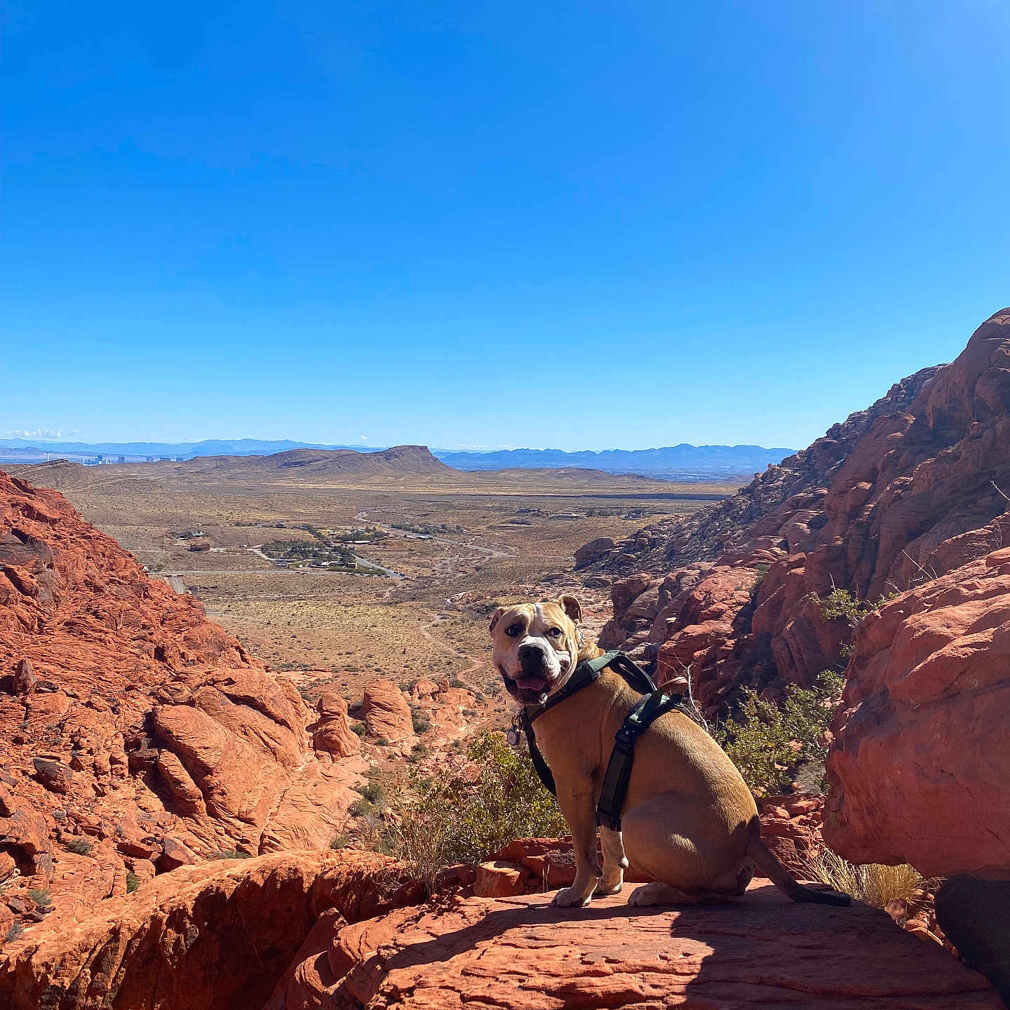Moku is registered to the contest to win money with this photo: adventure, animal, canine, daytime, desert, dog, happy, harness, landscape, mountain, nature, outdoor, pet, red_rock, rock, scenic, sitting, sky, sunlight, wilderness