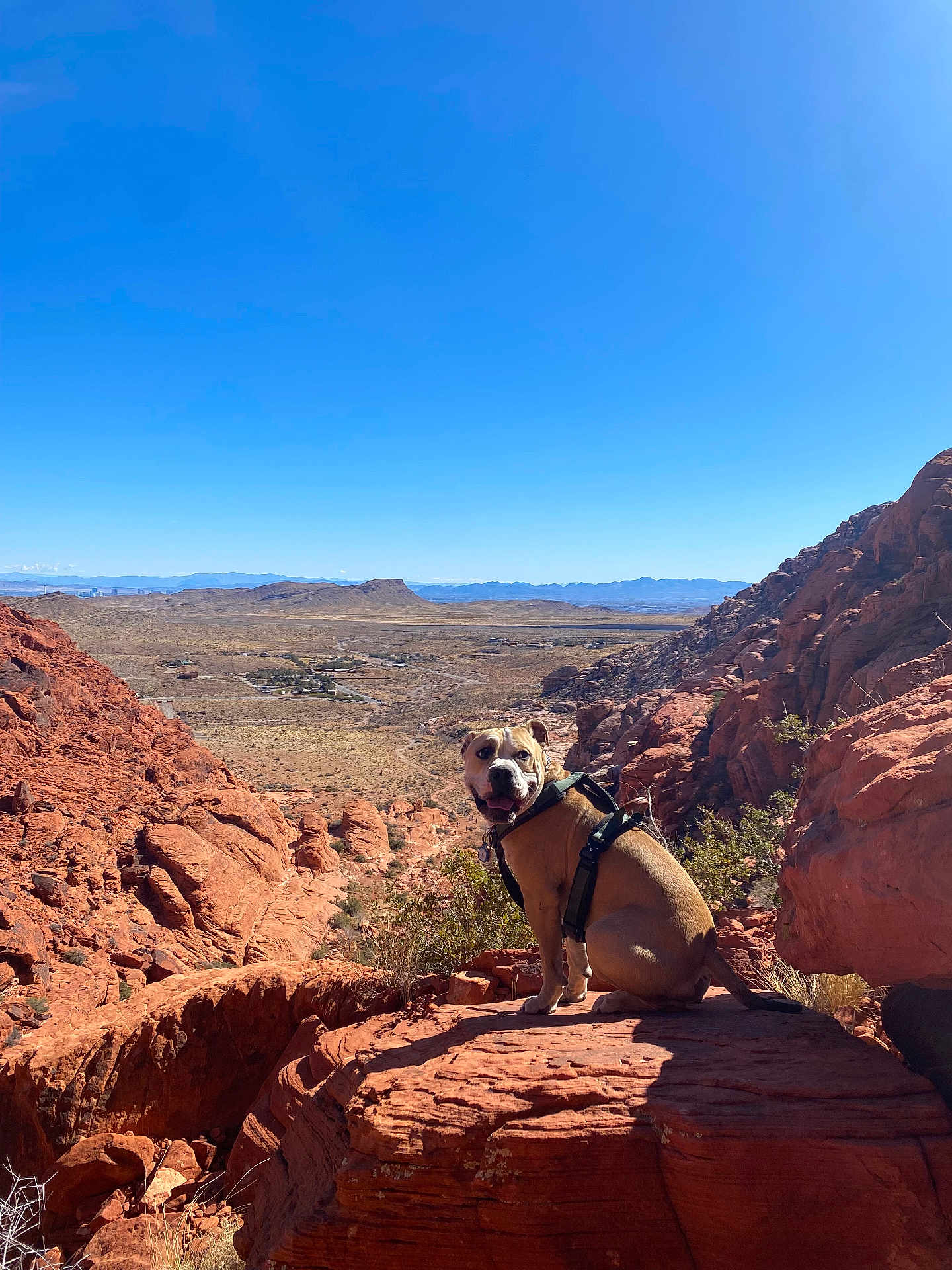 Moku is registered to the contest to win money with this photo: dog, harness, rock, red_rock, desert, mountain, landscape, outdoor, nature, animal, pet, sky, sunlight, happy, sitting, scenic, adventure, daytime, canine, wilderness
