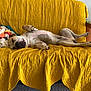 dog, sleeping, couch, yellow, blanket, indoor, relaxed, pet, fur, napping, paw, quilted, cozy, home, animal, resting, comfortable, furniture, living_room, domestic