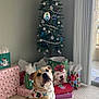 dog, christmas_tree, gift_bags, wrapped_presents, carpet, holiday_decorations, festive_bandana, indoor, window, curtains, ornaments, star_tree_topper, holiday_season, pet, canine, sitting, decorated_tree, cheerful, present, celebration