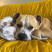 Moku joined the competition — help win amazing prizes! dog, canine, pet, resting, couch, blanket, yellow, fur, ears, nose, eyes, indoor, comfort, relaxation, portrait, animal, home, closeup, sleepy, cute