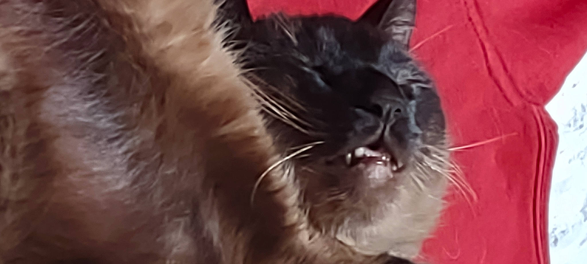 Mittens joined the competition — help win amazing prizes! black_cat, carnivore, cat, claw, comfort, fawn, felidae, fur, paw, small_to_medium_sized_cats, tail, terrestrial_animal, whiskers